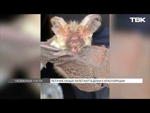 Видео: Залетела летучая мышь – что делать?