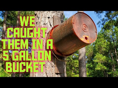 Видео: Мы поймали их в 5-галлонное ведро