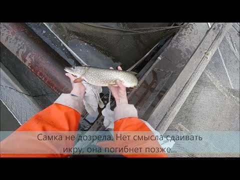 Видео: Получение малька щуки. Инкубация щуки: получение икры, оплодотворение икры щуки, выклев личинки щуки
