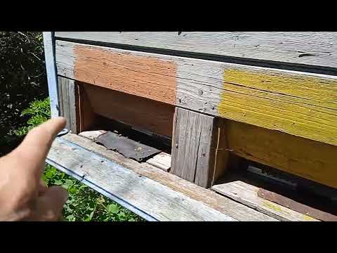 Видео: про пасеку