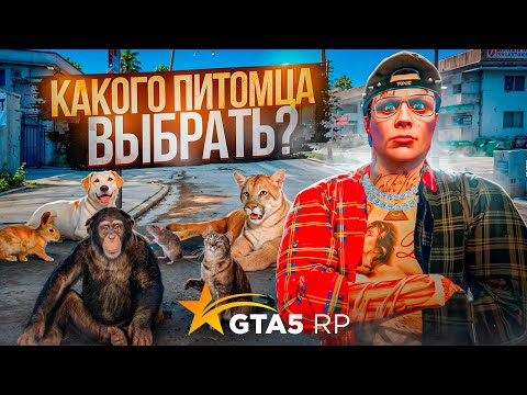 Видео: КАКОГО ПИТОМЦА ВЫБРАТЬ на ГТА 5 РП