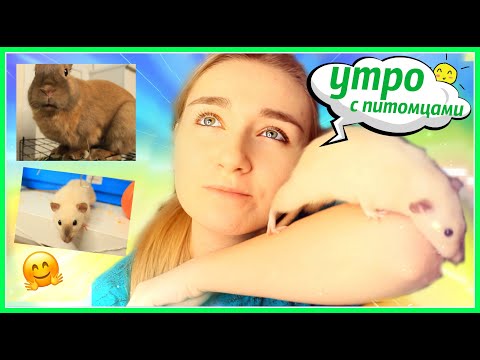 Видео: УТРО 🌞 МОИХ ЖИВОТНЫХ🐭 🐰/ ЧТО я делаю ПО УТРАМ? / ЧЕМ КОРМЛЮ КРОЛИКА ?