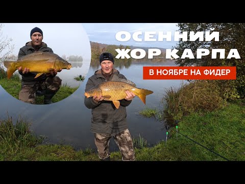 Видео: осенний жор карпа