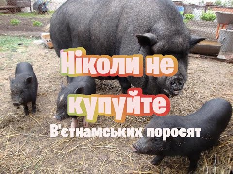 Видео: Ніколи не купуйте в'єтнамських поросят...