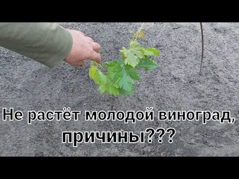 Видео: Почему не растёт молодой виноград???