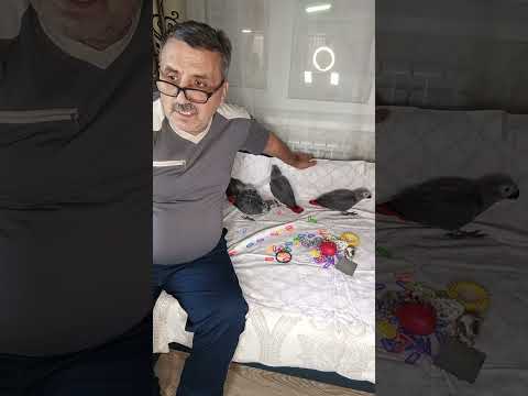 Видео: Отвечаю на вопросы любителей Жако