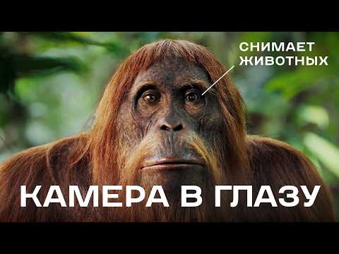 Видео: Как снимают редкие кадры животных. Шпионы в дикой природе