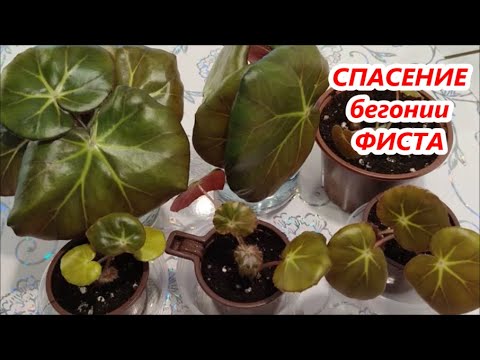 Видео: Бегония ФИСТА 🌺  РАЗМНОЖЕНИЕ и пересадка