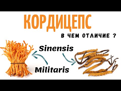 Видео: Кордицепс - В чем отличие ? как выращивать Cordyceps Militaris ?