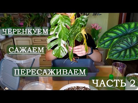 Видео: Черенкуем, сажаем и пересаживаем. Долгожданная пересадка. Часть 2