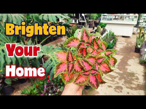 Видео: Красивые красочные комнатные растения, которые вам нужны в вашей коллекции