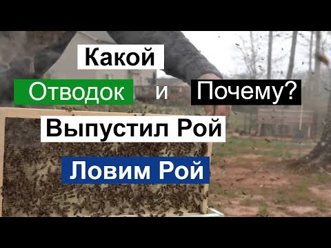 Видео: Пасека #112 Почему Отводок пчёл, Выпустил Рой, Ловим Рой/ Пчеловодство для начинающих