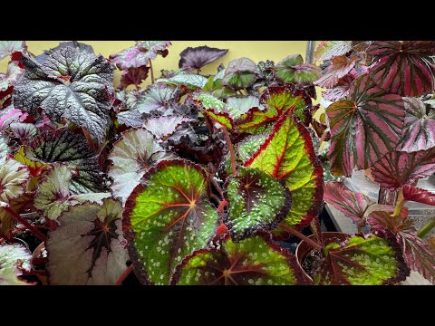Видео: Обзор бегоний💚Часть 2.