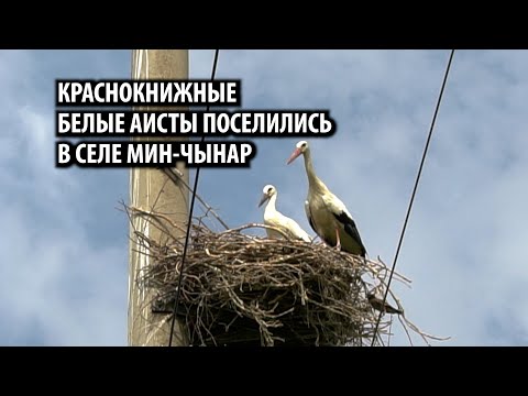 Видео: Краснокнижные белые аисты поселились в селе Мин-Чынар Баткенской области