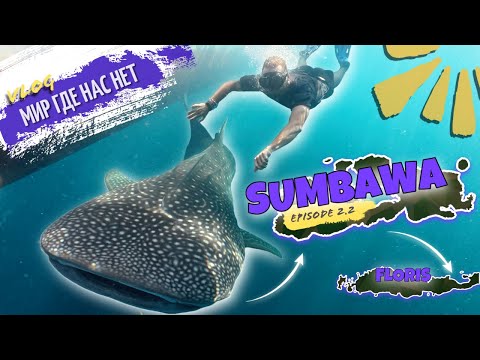 Видео: Сквозь острова на байке. Индонезия. Сумбава. КИТОВЫЕ АКУЛЫ