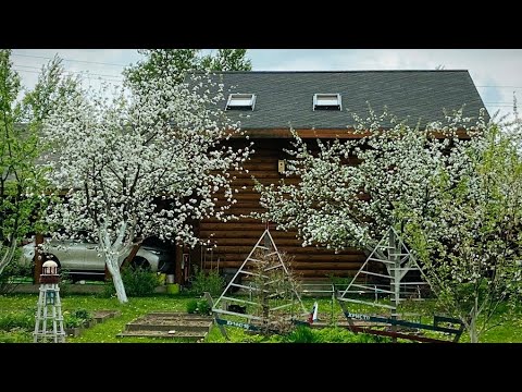 Видео: 2 яблони 1 обрезка и разный результа