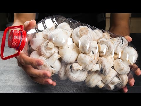 Видео: Грибы НЕ ЖАРЬТЕ! Прадед-сибиряк научил! Дал на пробу соседям, весь дом отправился за грибами!