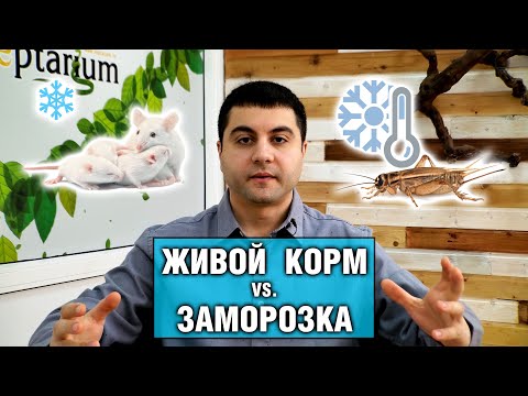 Видео: Живой или замороженный корм для рептилий — Какой выбрать?