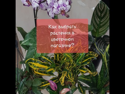 Видео: На что обратить внимание при покупке растения в цветочном магазине. Адаптация Голландских цветов Ч.1
