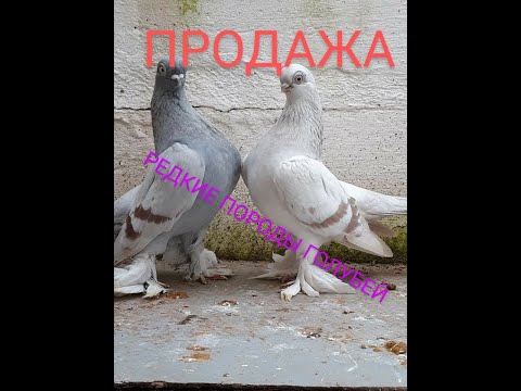 Видео: КОЛЛЕКЦИЯ РЕДКИХ ПОРОД ГОЛУБЕЙ. ПРОДАЖА#продажа#голуби#коллекция#sale#pigeon