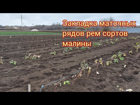 Видео: Закладка новых маточных рядо рем сортов малины