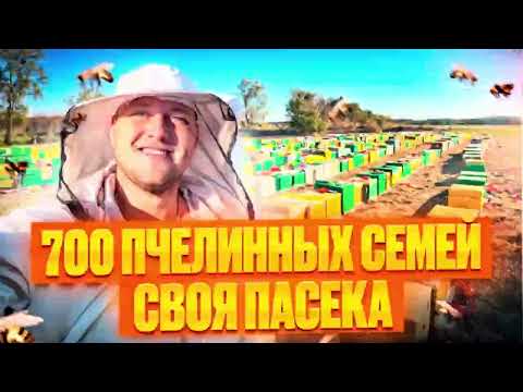 Видео: Личная пасека 700 пчелосемей. Опыление подсолнуха при помощи пчел. Продаем мед оптом с личной пасеки