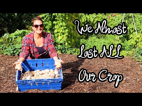 Видео: Вырастите огромный слоновий чеснок — без перекопки — почему мы его любим