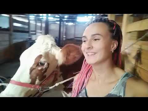 Видео: Как выбрать корову. На что обратить внимание что бы не прогадать.
