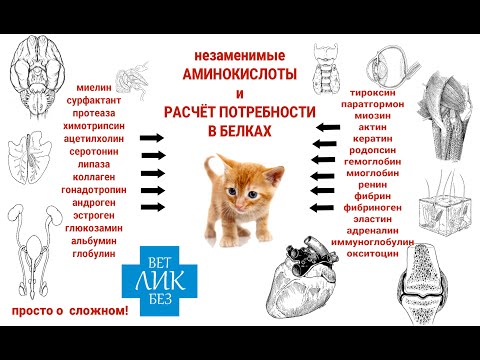 Видео: Белковый кризис