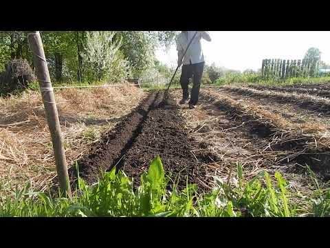 Видео: Посадка.  Открытый грунт. Сделайте так и результат вас порадует.
