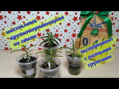 Видео: местоклема крупнокорневищная из семян / эксперимент с разными грунтами