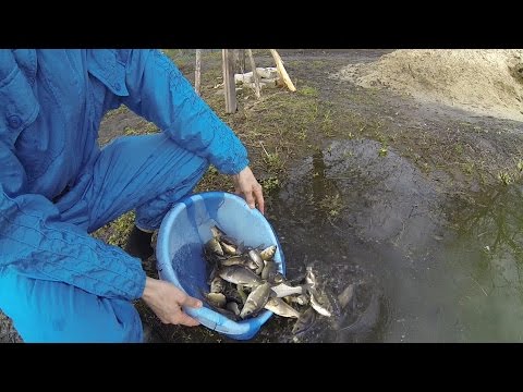 Видео: Выращивание карпа в маленьком пруду возле дома, эксперимент. ч16. зарыбление дезинфекция рыбы