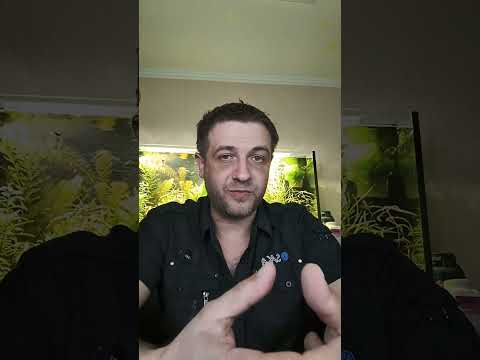 Видео: Память у рыбок 3 секунды, так ли это?