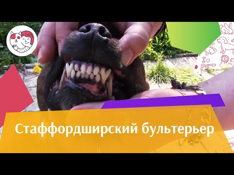 Видео: Стаффордширский бультерьер на ilikepet