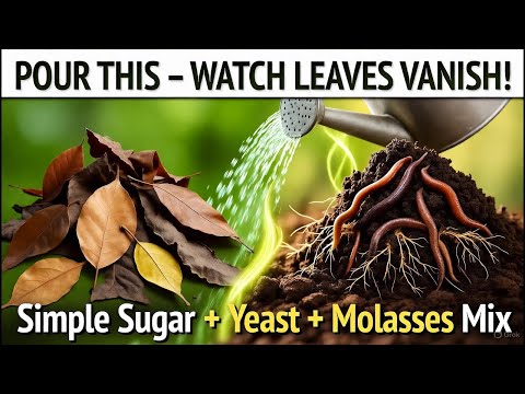 Видео: Полейте ЭТИМ сухие листья и наблюдайте, как они превращаются в живой компост за ночь!