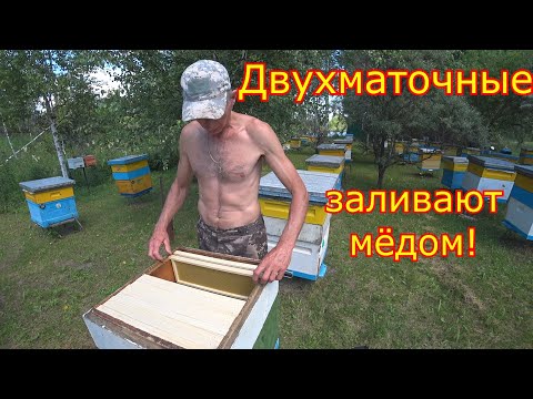 Видео: ДВУХМАТОЧНЫЕ заливают МЁДОМ! Срочное РАСШИРЕНИЕ!