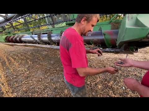 Видео: Соя сипе. Добрива чи мікродобрива?