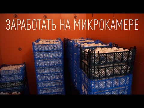 Видео: Заработать на грибах | Шампиньоны | Доходы, расходы, новый год