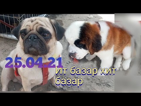 Видео: Ит базар/Алабай/Авчарка/Тайган/Бүгүн базар кызыды