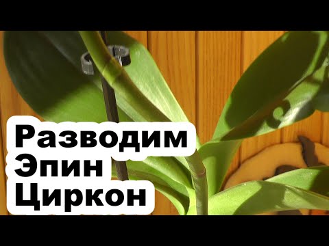 Видео: как разводить эпин и циркон для обработки орхидей