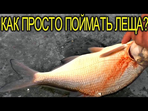 Видео: ПЕЧЕНЕЖСКОЕ ВОДОХРАНИЛИЩЕ !ХОТОМЛЯ - НАСОСНАЯ! ЛОВЛЯ  ЛЕЩА И ПЛОТВЫ ЗИМОЙ,ГОЛОДНЫЙ ЛЕЩЬ НА МОРИЫШКУ!