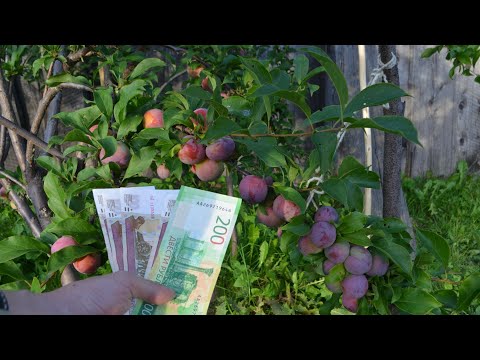 Видео: Сколько можно заработать собирая сливу