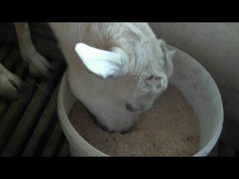 Видео: Дойка коз доильным аппаратом.