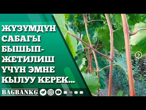 Видео: ЖҮЗҮМДҮН САБАГЫ БЫШЫП-ЖЕТИЛИШ ҮЧҮН ЖАНА ААРЫЛАР МЕНЕН ЧЫМЧЫКТАРДАН КОРГОО ҮЧҮН ЭМНЕ КЫЛУУ КЕРЕК...