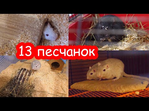 Видео: Тайная жизнь песчанок. Песчанка с поломанным хвостом