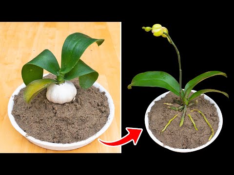 Видео: Помогите орхидеям мгновенно укорениться в песке с помощью всего одного чеснока