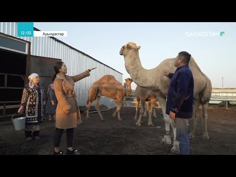 Видео: «АУЫЛДАСТАР». Қостанай облысы, Б.Майлин ауданы