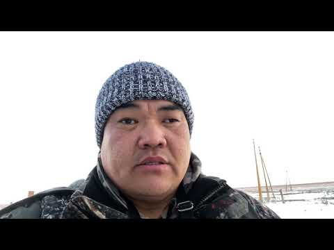 Видео: Бескровная кастрация. Ягнята спустя месяц. Калмыкия