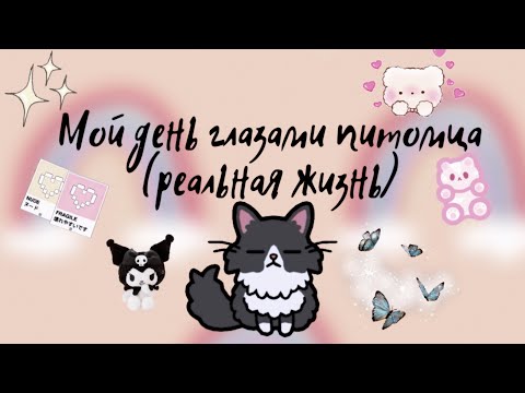 Видео: Мой день глазами питомца 💗🧚🏻‍♀️ /// тока бока /// toca boca /// Secret Toca