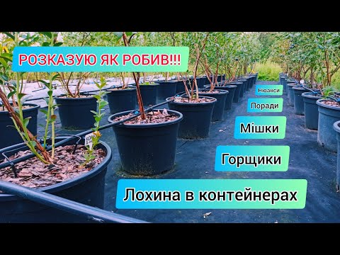 Видео: Лохина в контейнерах. Спробував вирощувати таким методом і ось що в мене вийшло...